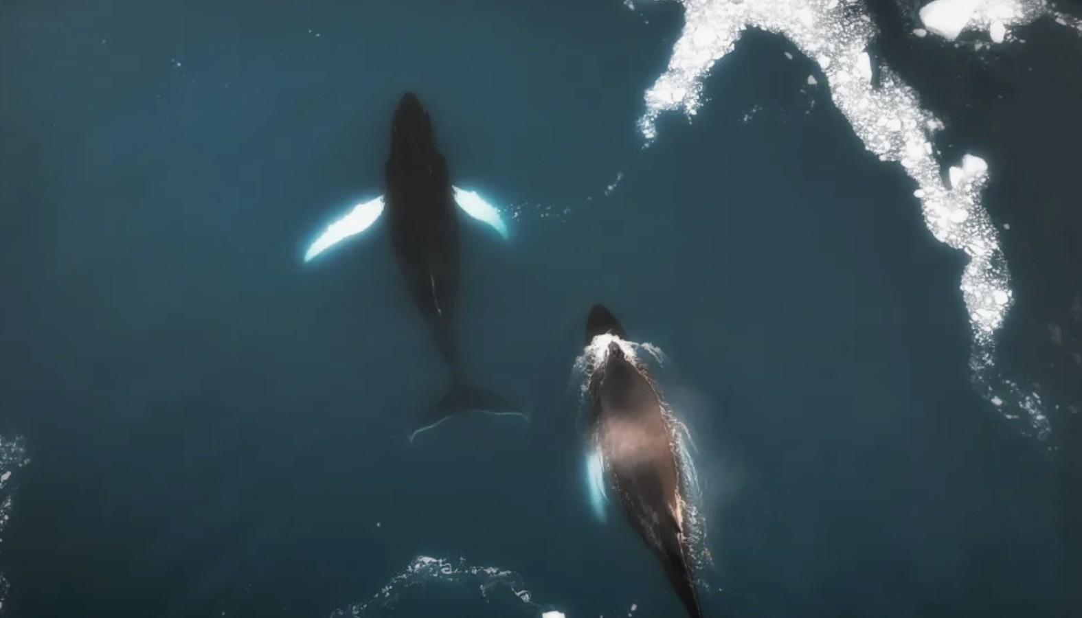 Путешествие «всё включено» вдоль ледников Гренландии на яхте: Атлантический океан, фьорды и айсберги (3/7)