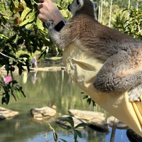 Фото отзыва 3: экскурсия "Тропический парк Янода: приключение в сердце джунглей (всё включено)"