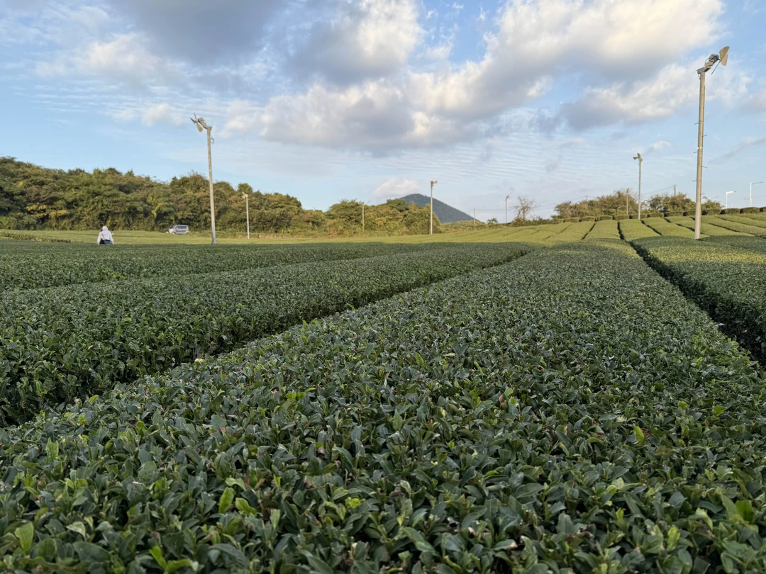 Чеджу - остров, куда хочется вернуться (Любовь)