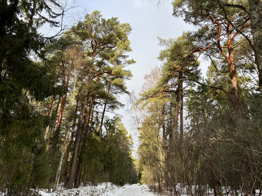 Куршская коса и Зеленоградск за 1 день (из Калининграда) (Максим)