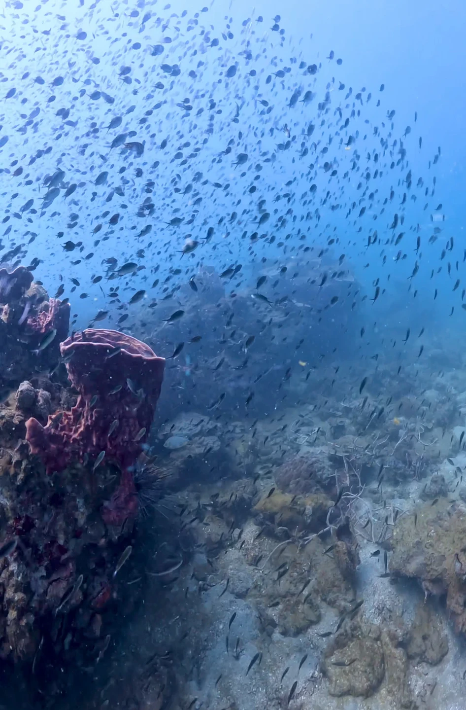 Это вау по всем показателям: и красота подводного мира, и преодоление своих страхов, и общение с очень увлечённым заряженным человеком!
