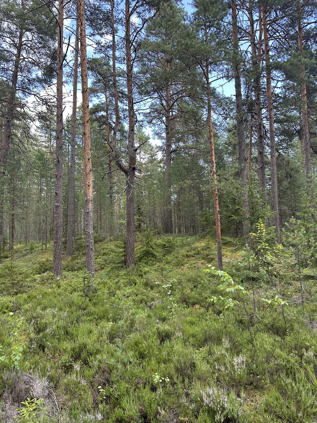 Заказали экскурсию через Трипстер. Сразу пришло подтверждение, внесли предоплату. В сообщении о подтверждении оплаты было указано