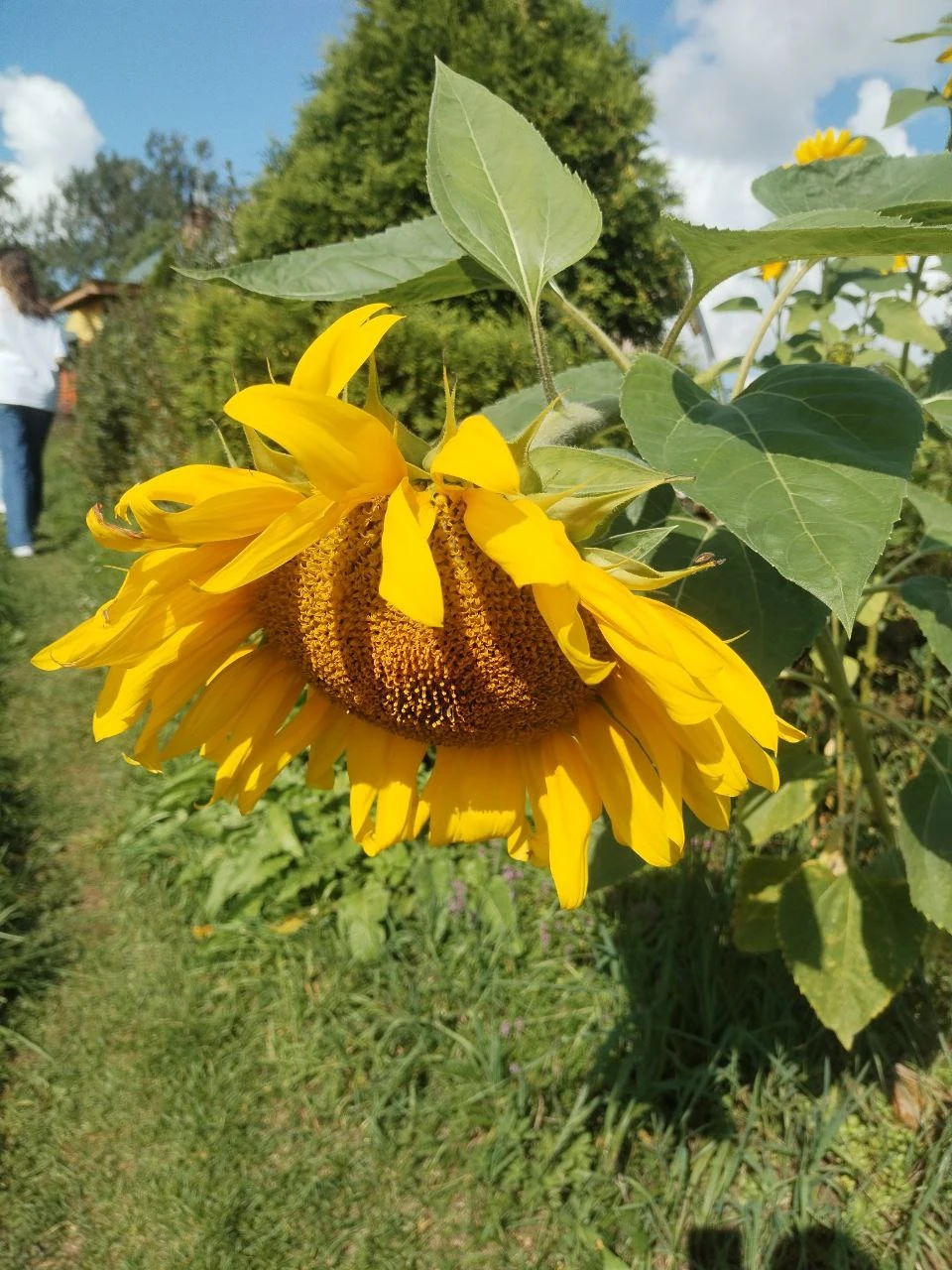 Замечательная экскурсия с интересным гидом. Посетили древние храмы, крепость, прикоснулись к истории. И конечно насладились прекрасной
