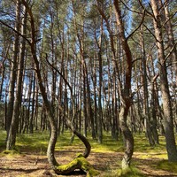 Фото отзыва 6: экскурсия "Куршская коса — царство моря, дюн и птичьих голосов"
