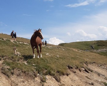 Лотосы и другие продвинутые варианты поз в йоге