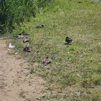 Фото отзыва 8: экскурсия "Старинный Новогрудок: путешествие через века"