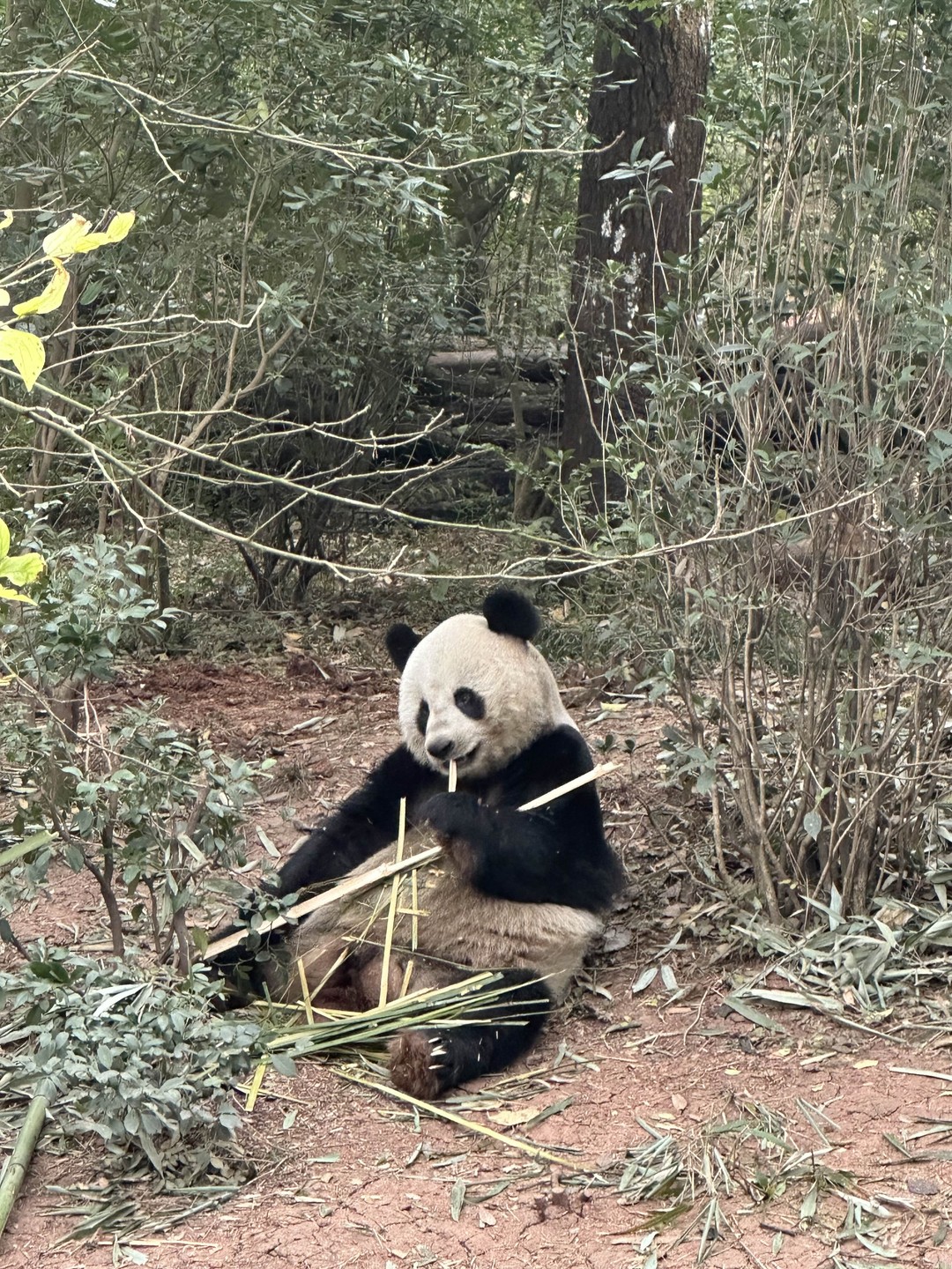Спасибо Ольге за прекрасную экскурсию 28.12.25 по городу Ченду. Прекрасно подготовленный маршрут сочетался с глубокими знаниями