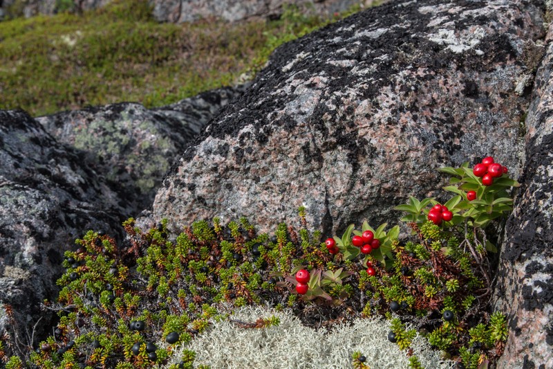 Виды Природа Заполярья и встреча с китами — это Териберка!