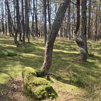 Фото туриста Марина 6 - Куршская коса, орнитологическая станция и Танцующий лес (из Зеленоградска)
