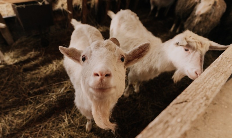 Новогодние каникулы на ранчо в Подмосковье с анимацией и банкетом