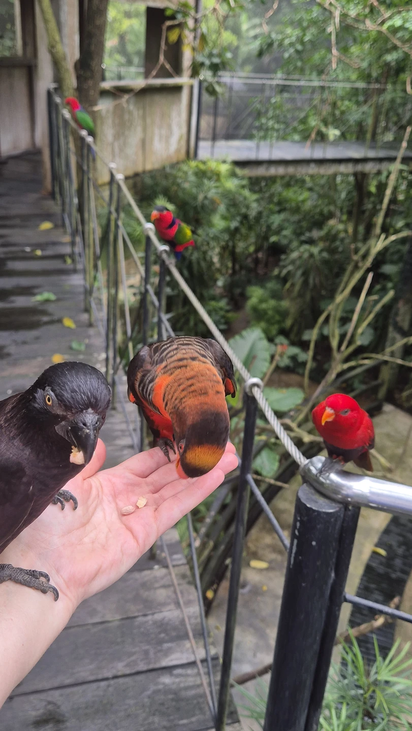 Это была моя первая экскурсия на Бали и я осталась в полном восторге! Огромное спасибо Мади