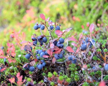 Рында - Харловка - Восточная Лица - Варзино - Иоканга