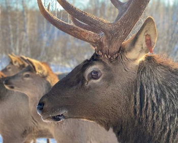 Погружение в бурятскую культуру, магия льда Байкала, мараловая ферма, возвращение