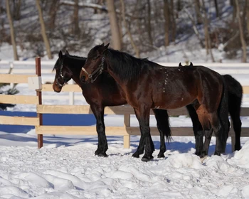 Раскрашивание скульптур, сырный мастер-класс, катание в санях