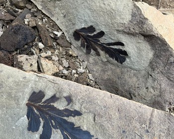 Кунгурская пещера и поиск окаменелостей в Межевом логе