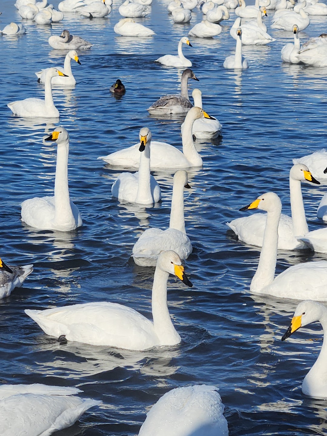 Хочу выразить огромную благодарность Ирине - моему экскурсоводу, за потрясающую поездку к лебединому озеру. Ирина очень