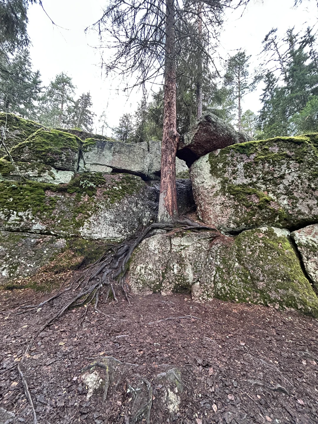 Интересная поездка, сам Выборг оставил хорошее впечатление. Проехались как по городу, так и пешие прогулки были