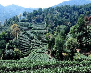 Лунцзин, Мэйцзяу, чайная дегустация