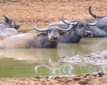 Водопад Равана, джип-сафари, прощальный ужин