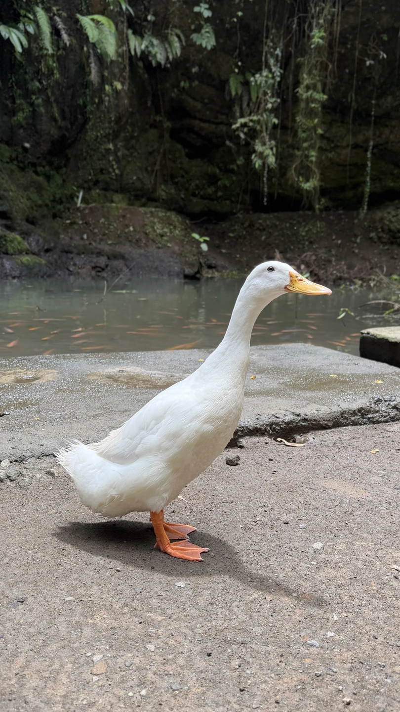 Бали, который вы ждёте (Юлия)