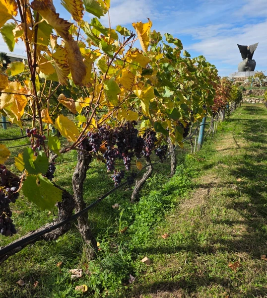 очень интересная насыщенная программа. Тата the Best