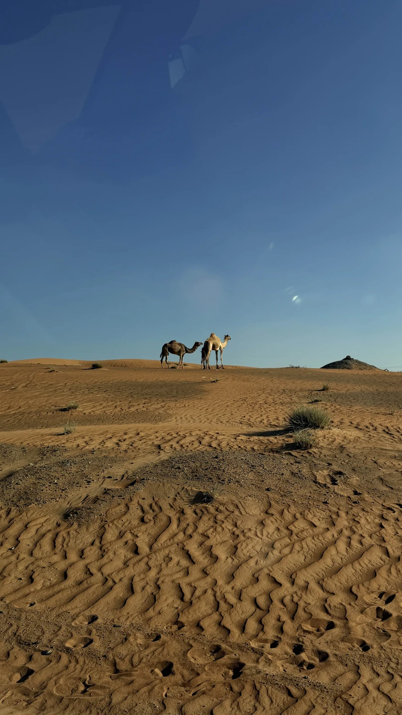 Классная сафари 🔥 гид настоящий араб, что очень сильно порадовало. Все рассказывает, отвечает на вопросы. Сафари