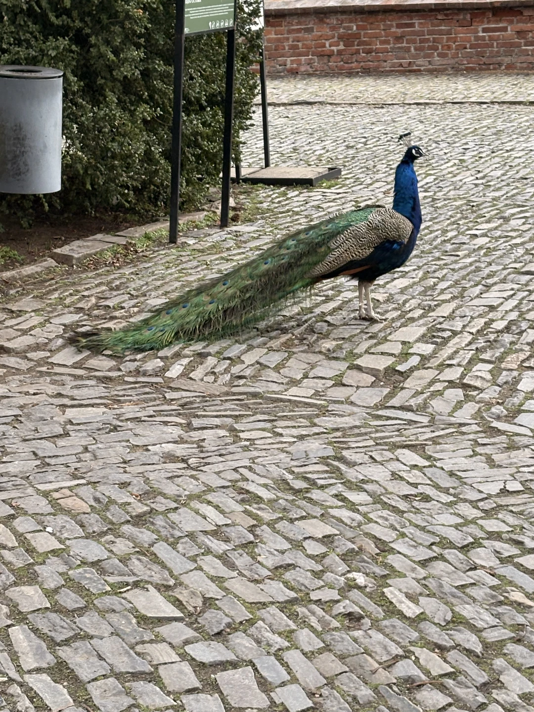 Дорогой Евгений! От всего сердца благодарим🌺❤️❤️ за ваш труд, несмотря на мою спонтанность, вы ответили через