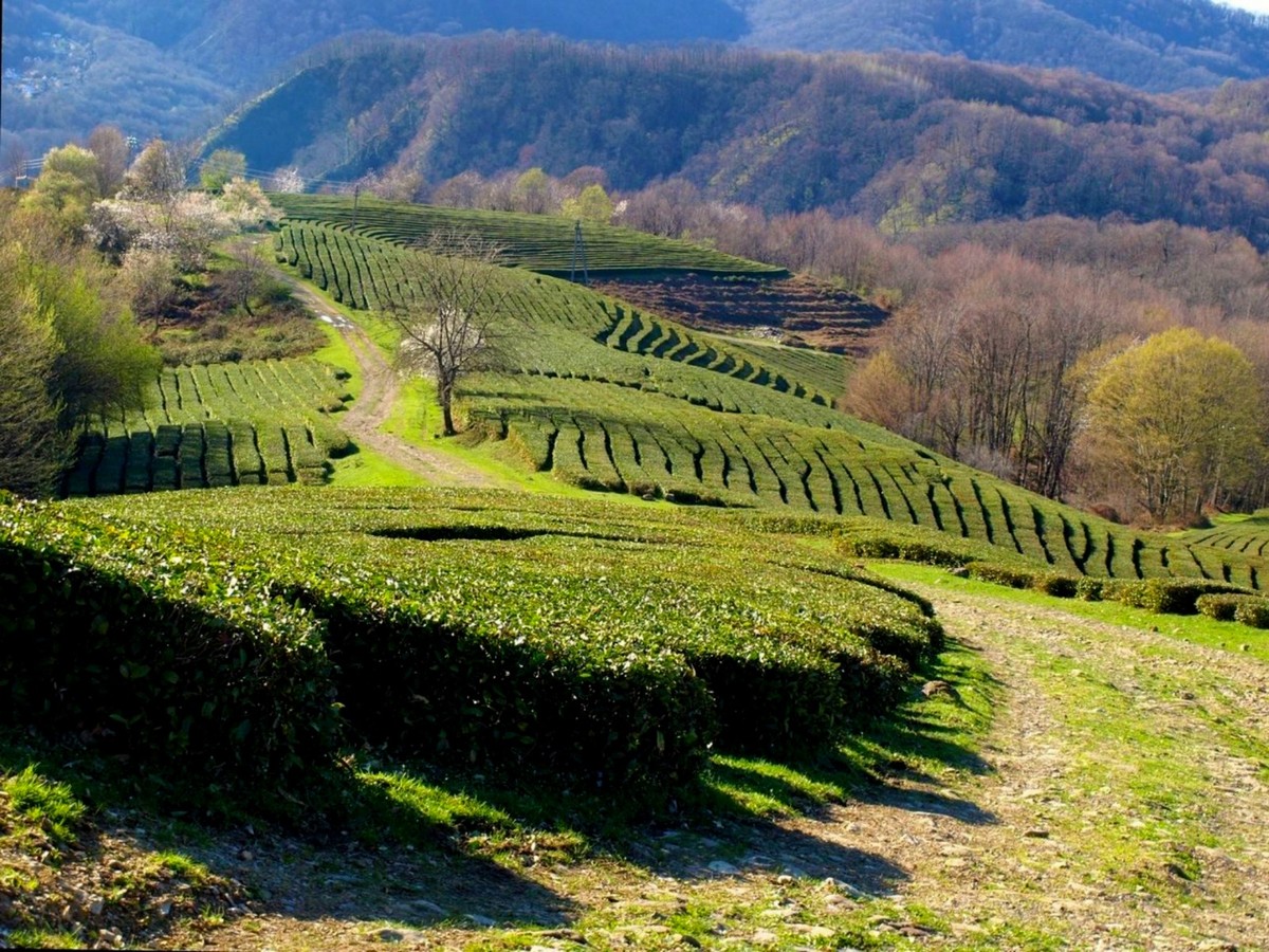 Гастрономическое приключение в долине Мацесты (5/12)