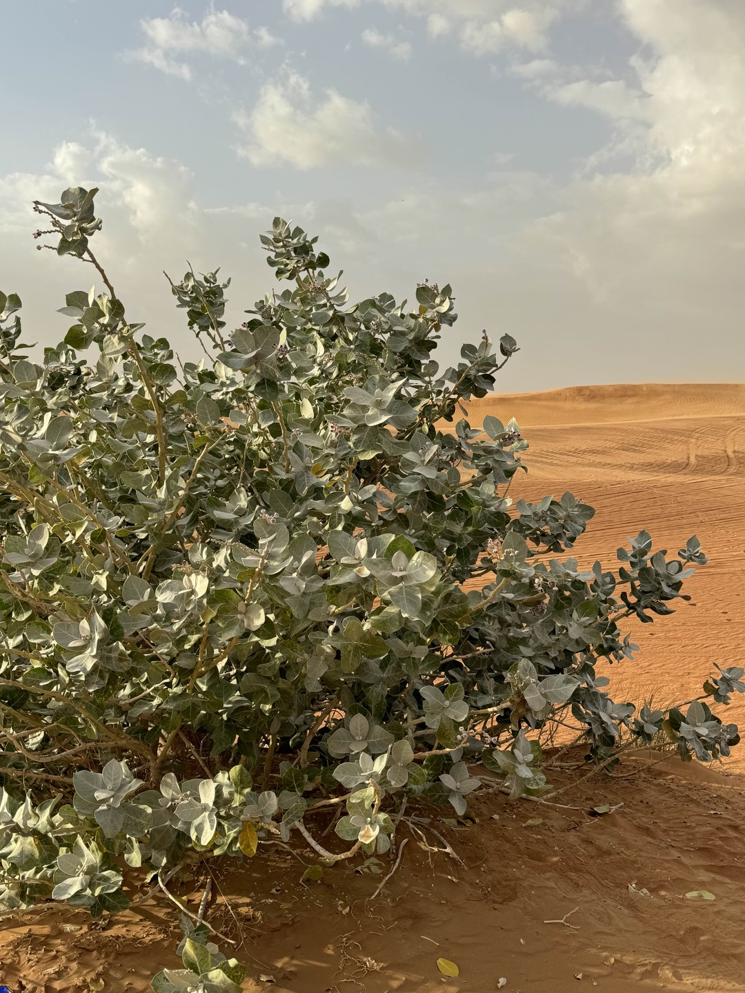 Молодцы! Очень понравилось,водитель огонь! Всем советую!