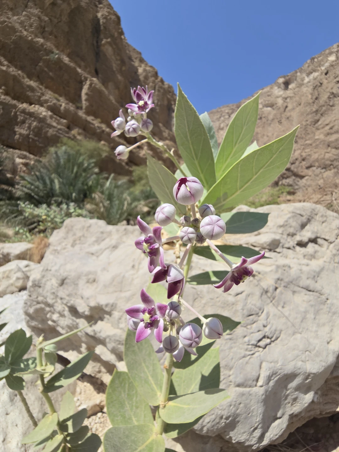 Моя третья экскурсия от Трипстера за время пребывания в Омане, и пожалуй, самая активная. С гидом