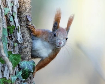 Возвращение в Николаевск-на-Амуре