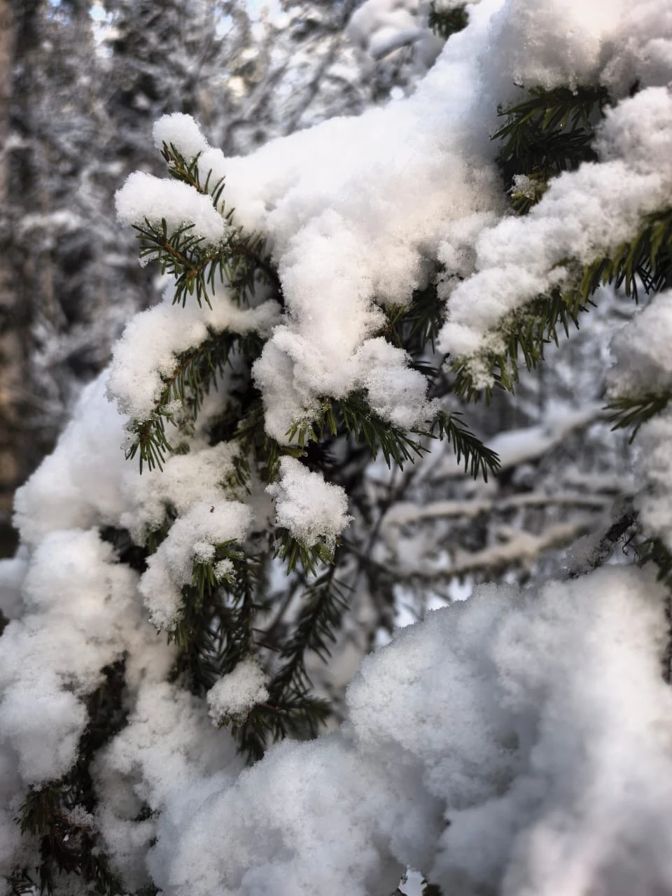Советую! Гид Ольга - профессионал. Красивые заповедные места, загадочные природные явления очаровывают. Тонкая красота Севера открывается
