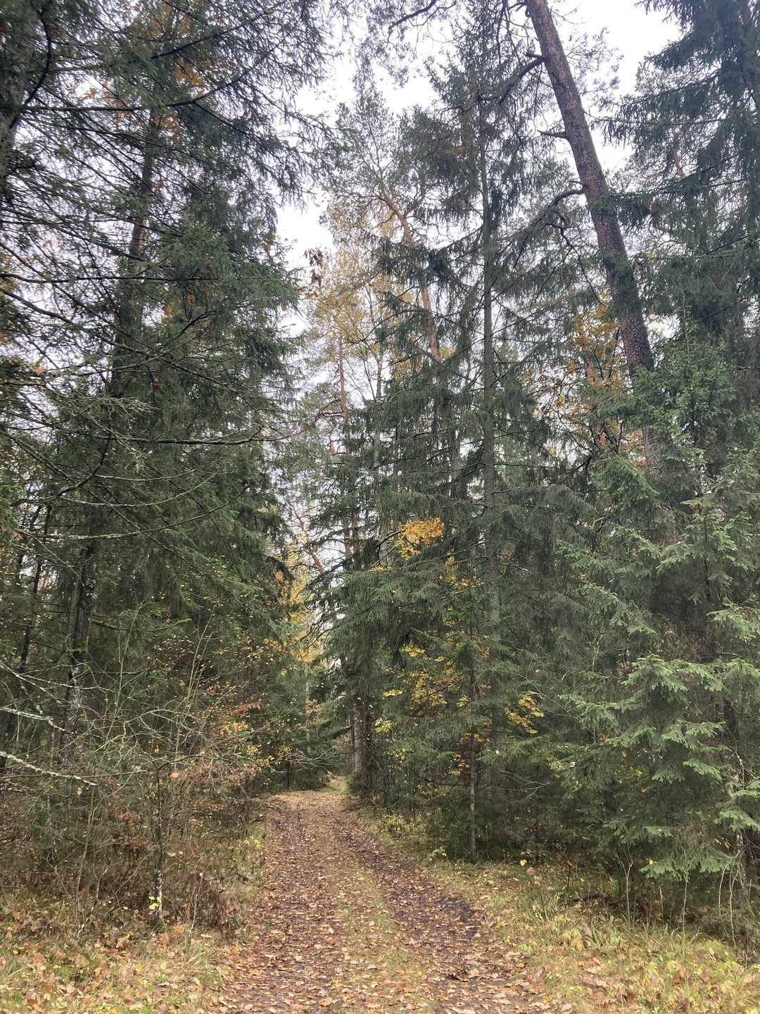 Групповая экскурсия в Брест и Беловежскую пущу (Наталья)