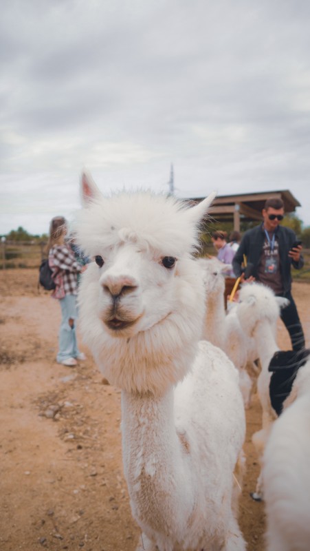 Виды На ферму альпак — из Владивостока