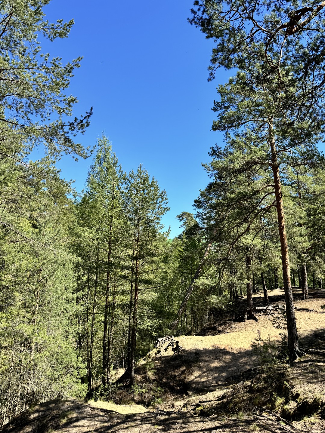 Уютный дачный Сестрорецк (Светлана)