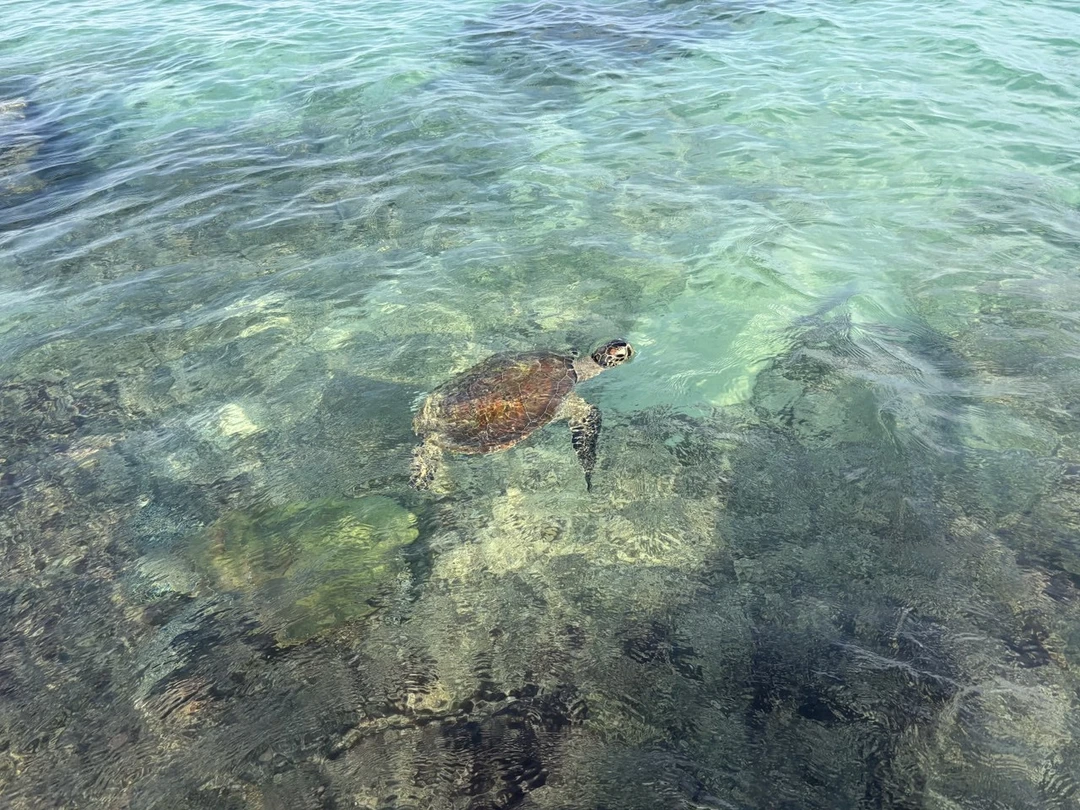 Брали экскурсию в начале января, гидом был Эдвард. Присоединяюсь ко всем положительным отзывам в его адрес