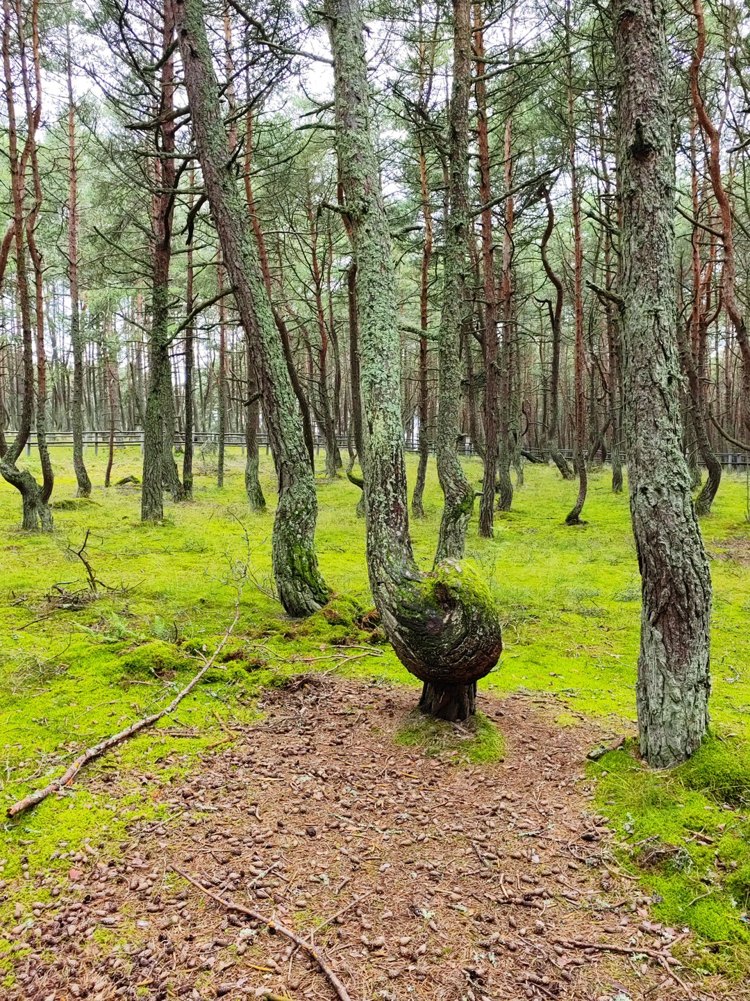На Куршскую косу и в Зеленоградск (Ирина)