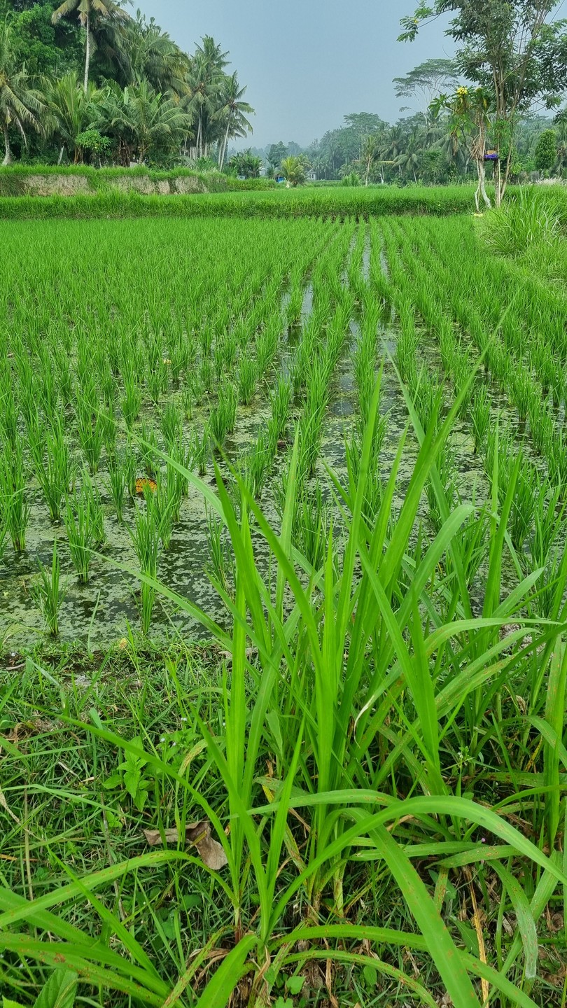 Отличный гид на Бали!