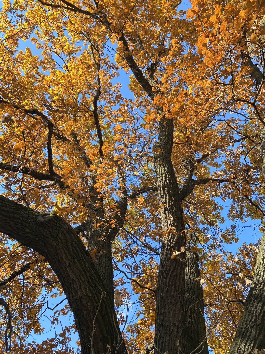 Обзорная экскурсия по Петербургу для детей (8+) (Ольга)