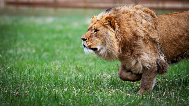 Маяк Бюссе, дикие кошки и природа Дальнего Востока