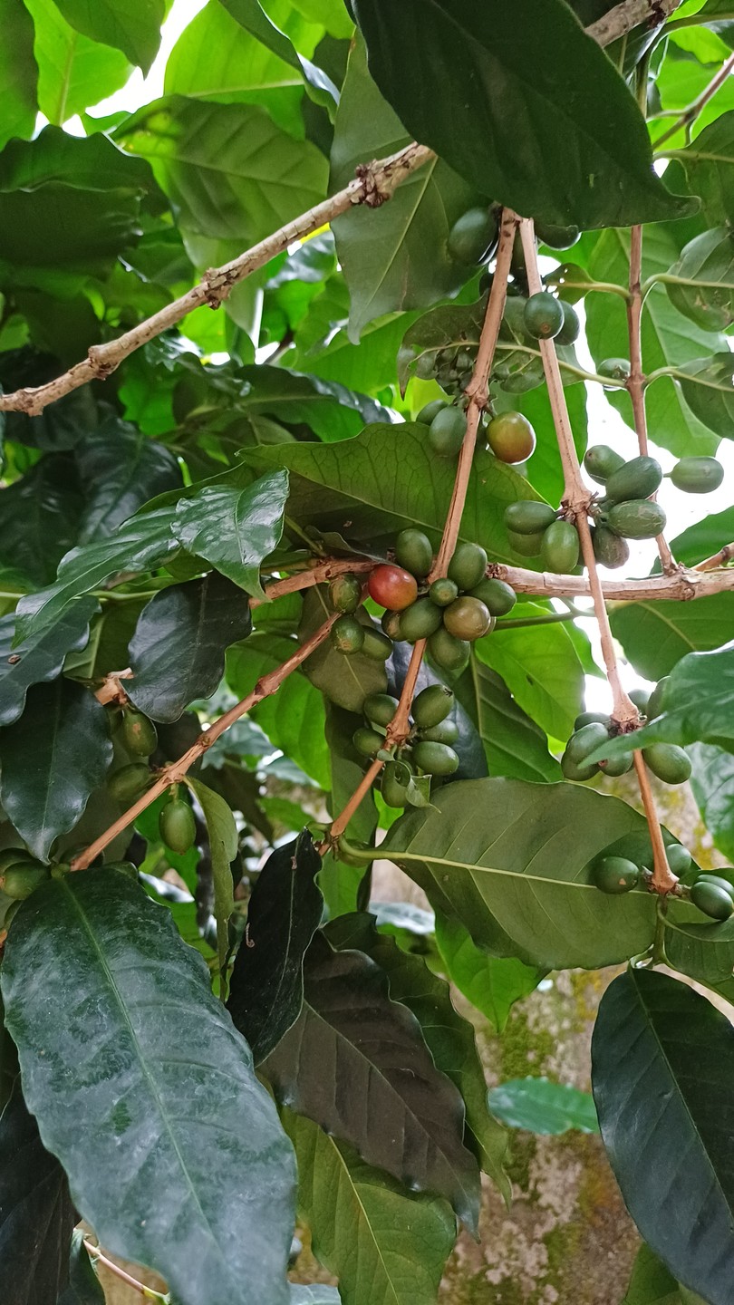 Групповая экскурсия из Нячанга в Далат (Елена)