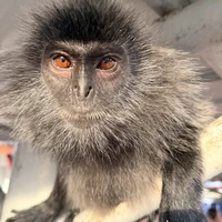 Фото отзыва 1: экскурсия "Серебристые обезьяны и река светлячков — из Куала-Лумпура на север"