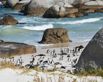 Мыс Доброй Надежды, пингвины и водная прогулка к морским котикам