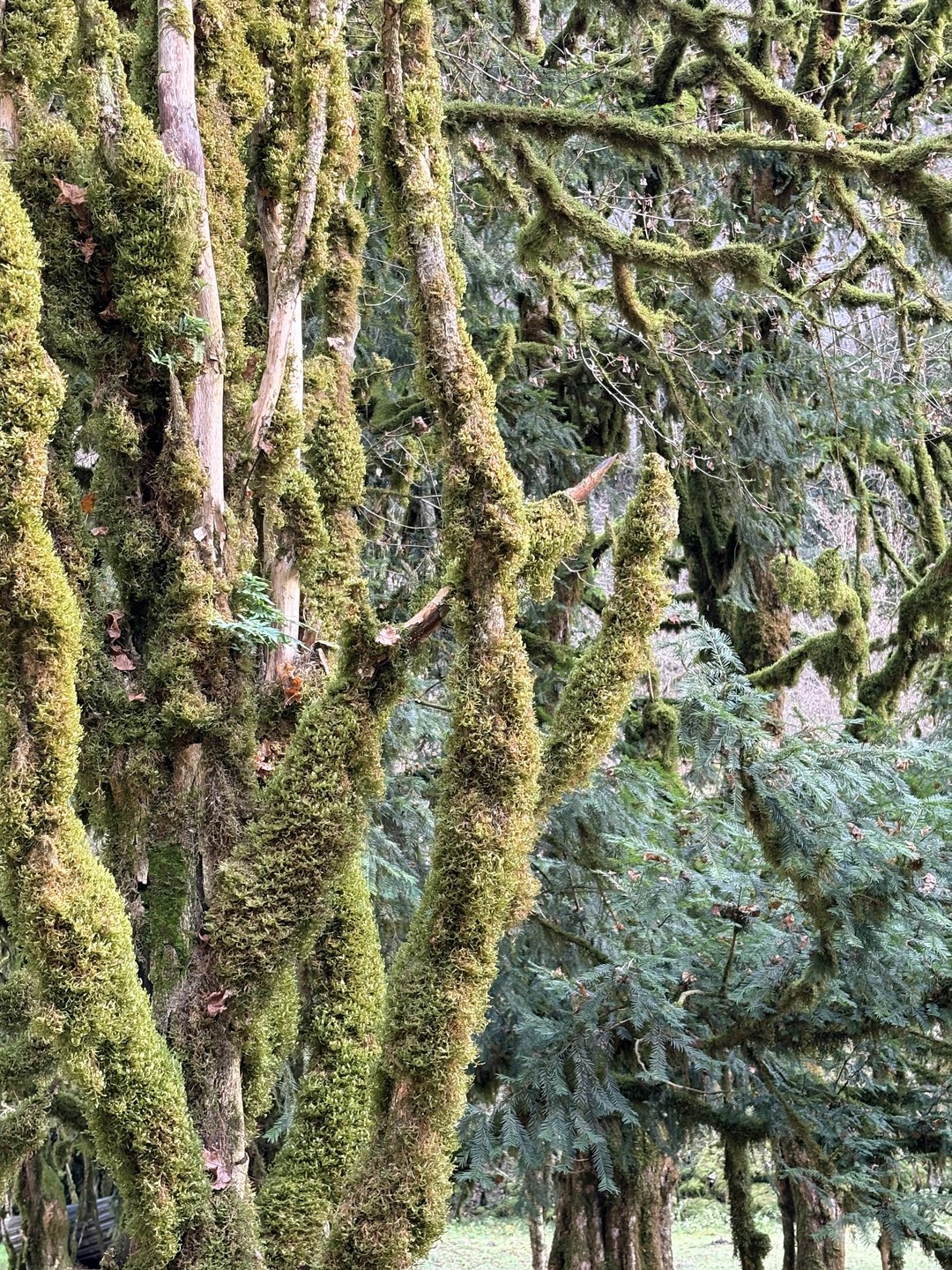 Содержательная, насыщенная, прекрасная экскурсия! Даниэль- патриот своей страны, колоритный и спокойный. Показал красоты Абхазии, рассказал о