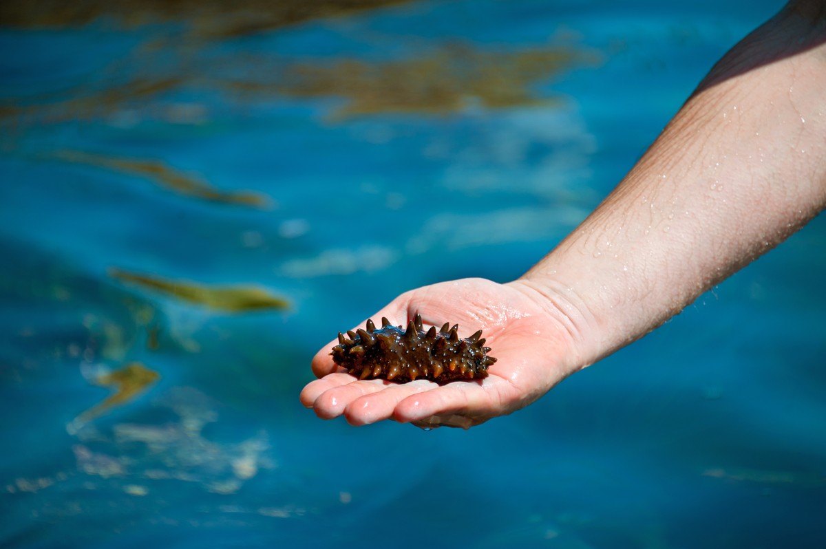 Поездка на остров Русский с посещением морской фермы (10/12)
