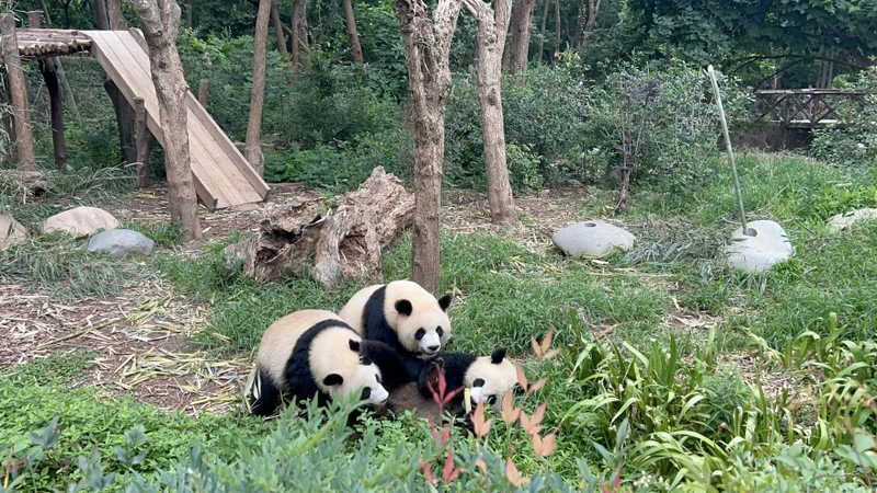 Главное в Чэнду: панды, чайные и дух Поднебесной