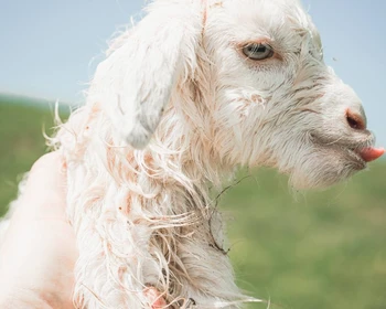 Аул Кахиб и Заибский перевал