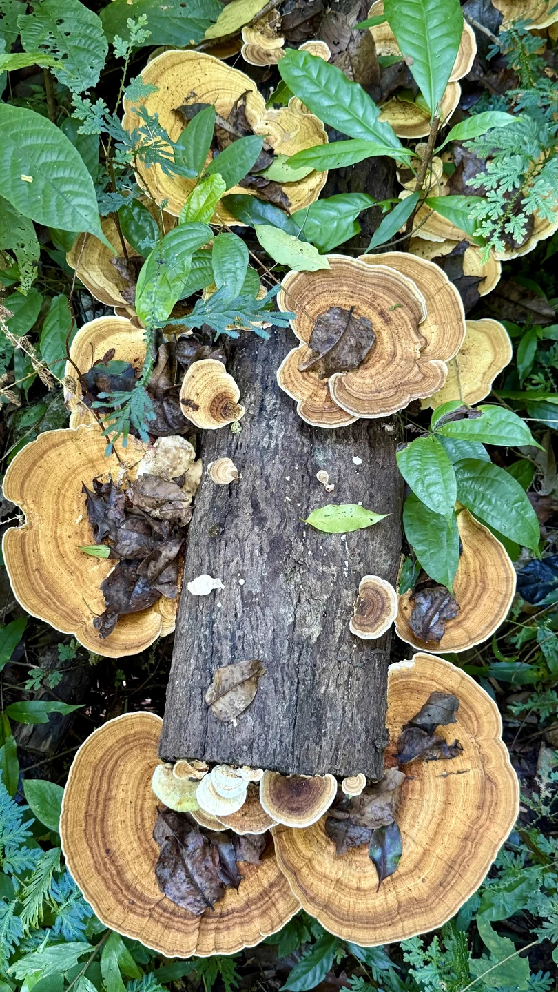 Интересная прогулка по настоящим джунглям. Не зная местности, я бы без гида в джунглях не оказалась