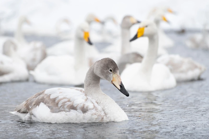 Из Горно-Алтайска — в гости к лебедям на озеро Светлое