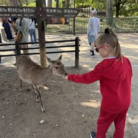 Фото отзыва 6: экскурсия "За чаем — в Удзи, к оленям — в Нару"